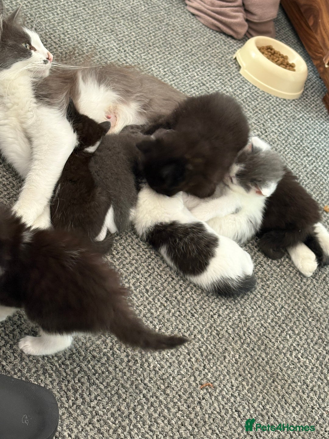 Domestic Shorthair cats for sale: Gray kitten - Image 3