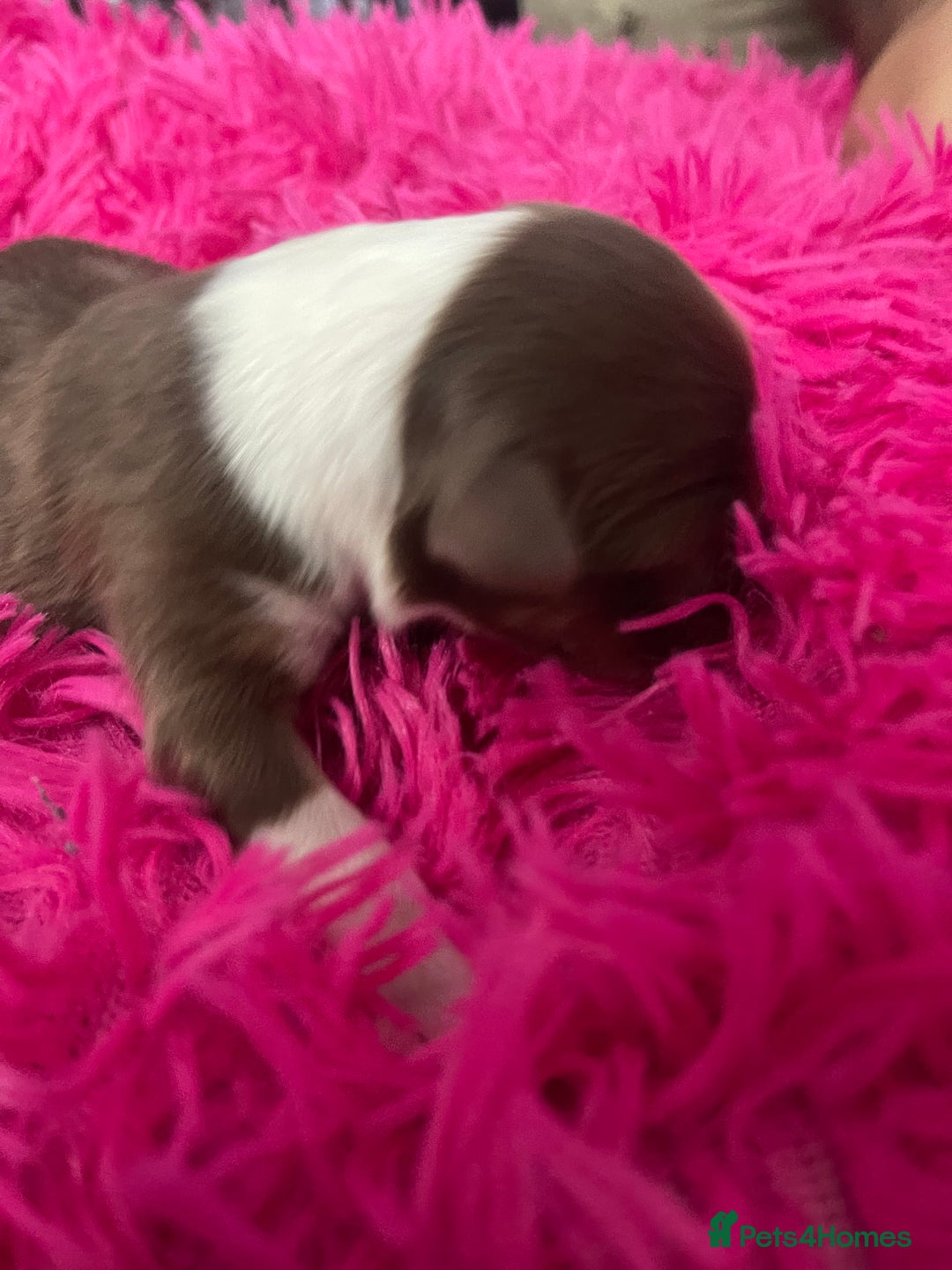 Australian Shepherd dogs for sale: Beautiful Australian Shepherd KC registration🥰 - Image 7