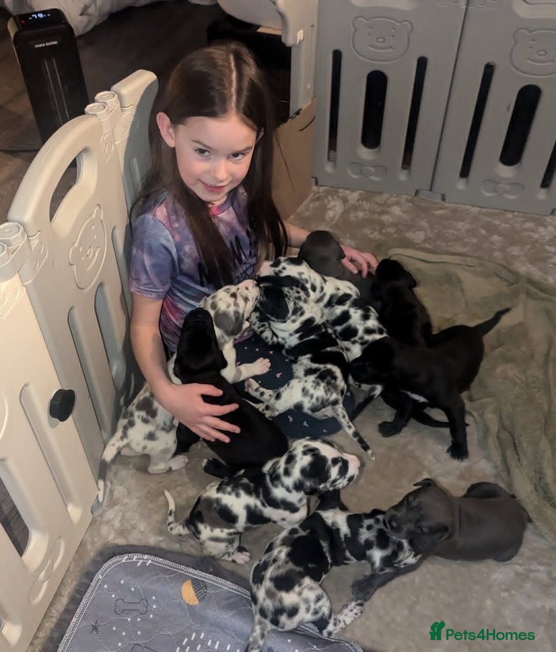 Great Dane dogs for sale: Fully DNA Tested & CLEAR Great Dane Pups - Image 7