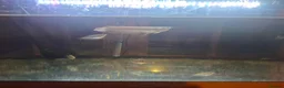 Cichlids fish for sale: Arowana fish and cichilds  in Eastbourne - Advert 3