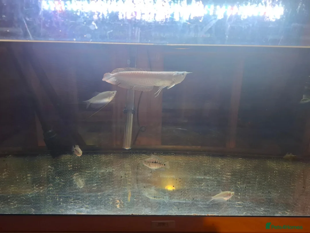 Cichlids fish for sale: Arowana fish and cichilds  in Eastbourne - Advert 3