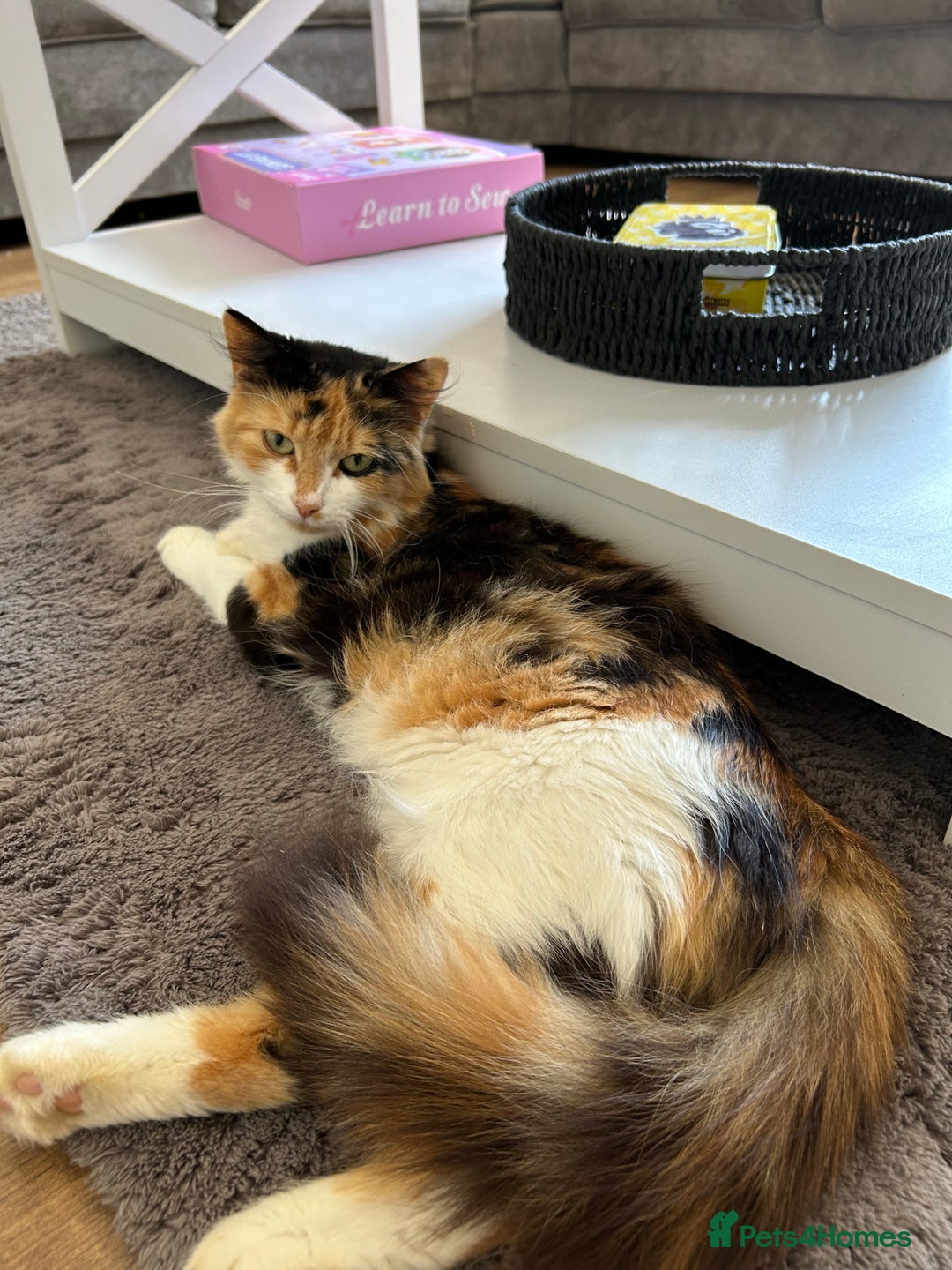 British Longhair cats for sale: Beautiful British longhair kittens - Image 7