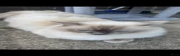 Ragdoll cats for sale: Beautiful Ragdoll Kittens  - Advert 5