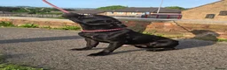 Staffordshire Bull Terrier dogs for sale: Kc registered,  Health tested, Black stafford male - Advert 4