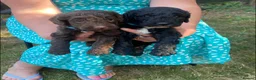 Cockapoo dogs for sale: Cockapoo puppies  in Cranleigh - Advert 1