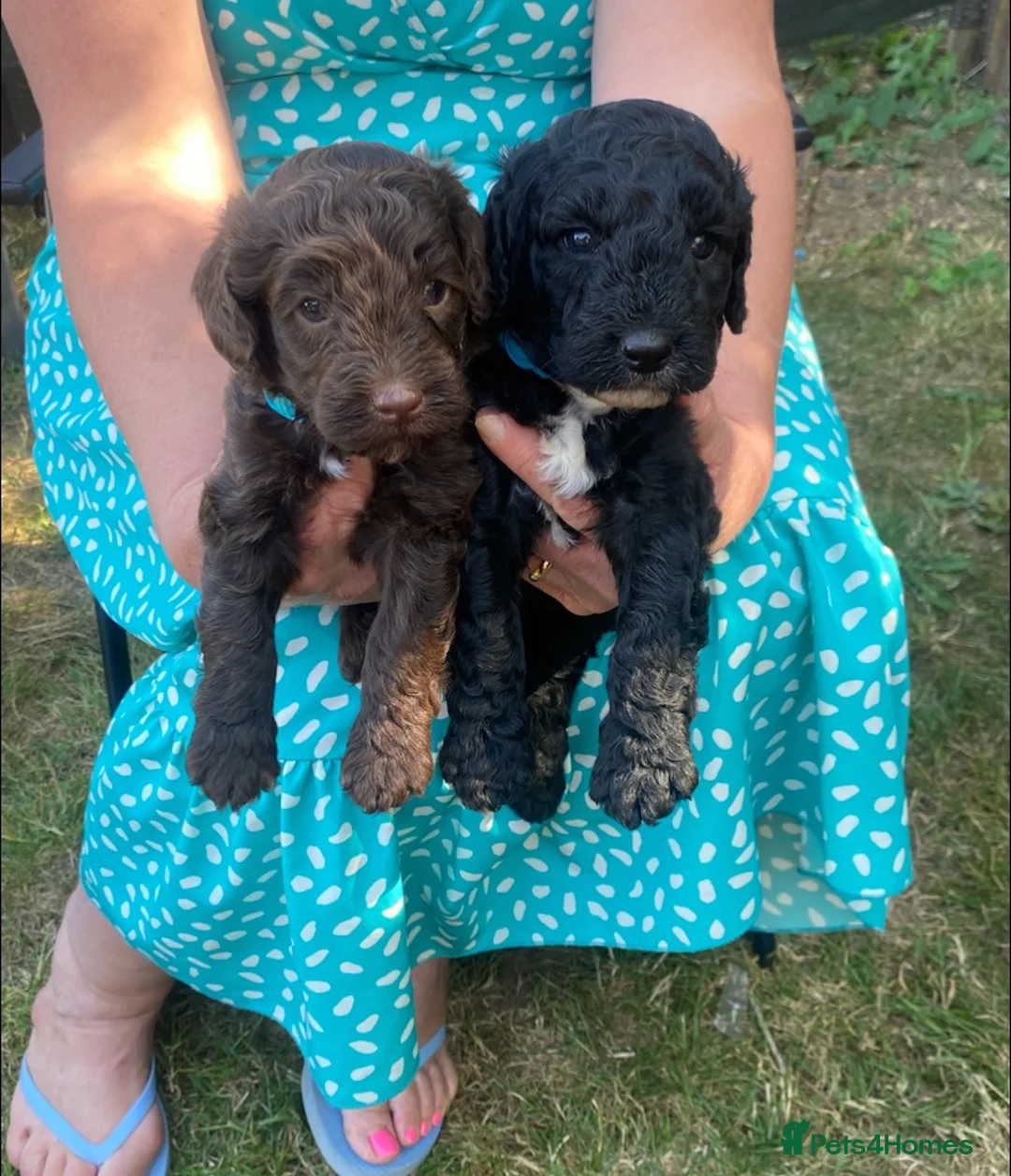 Cockapoo dogs for sale: Cockapoo puppies  in Cranleigh - Advert 1