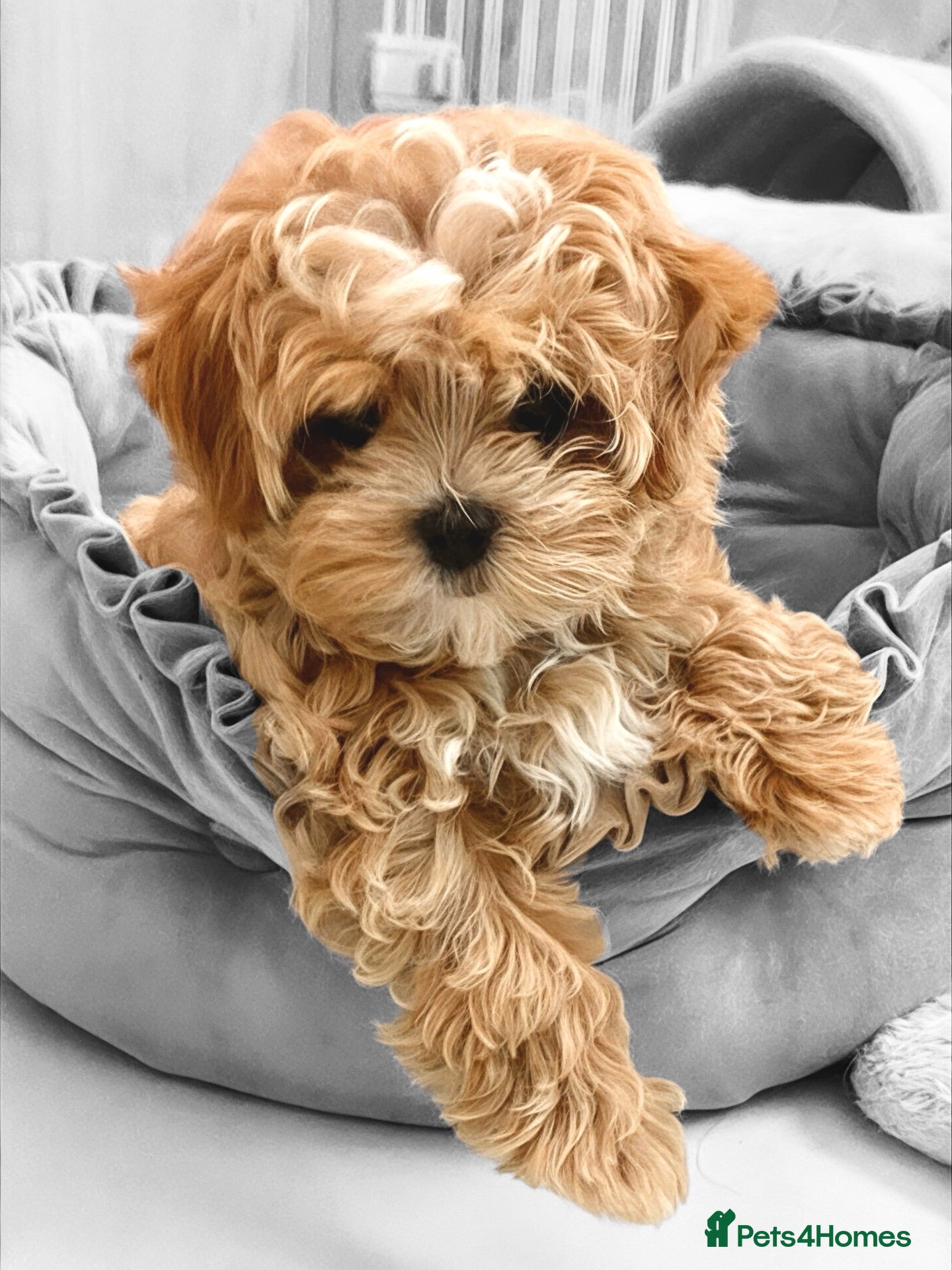 Maltipoo dogs 💖Last Girl Quality Asian Maltipoo DNA clear💎🧸   - Advert 1
