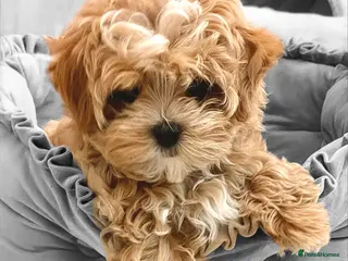 Maltipoo dogs 💖Last Girl Quality Asian Maltipoo DNA clear💎🧸 - Advert 1