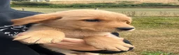 Goldador dogs for sale: Beautiful Goldador Puppies - Advert 15