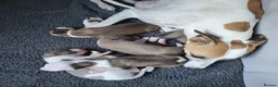 Whippet dogs for sale: KC Gorgeous Whippet pups. - Advert 6