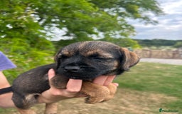 Border Terrier dogs for sale: Fabulous Chucky Boys - Image 15