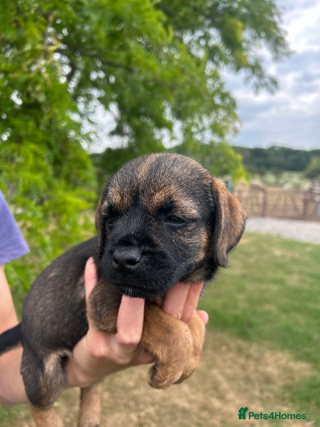 Border Terrier dogs for sale: Fabulous Chucky Boys - Image 15
