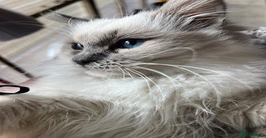 Ragdoll cats Gccf ragdoll kittens  - Advert 5