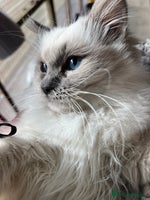 Ragdoll cats Gccf ragdoll kittens - Advert 5