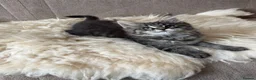 Maine Coon cats for sale: ⭐️Beautiful Maine Coon Kittens⭐️ - Advert 23