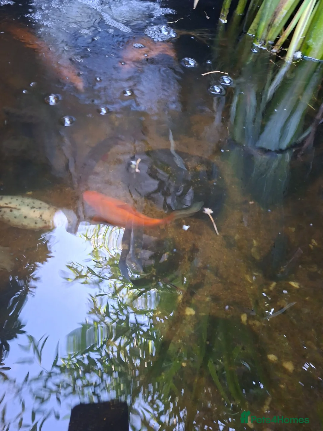 Pond Fish fish for sale: Mixed pond fish looking for new home - Advert 2