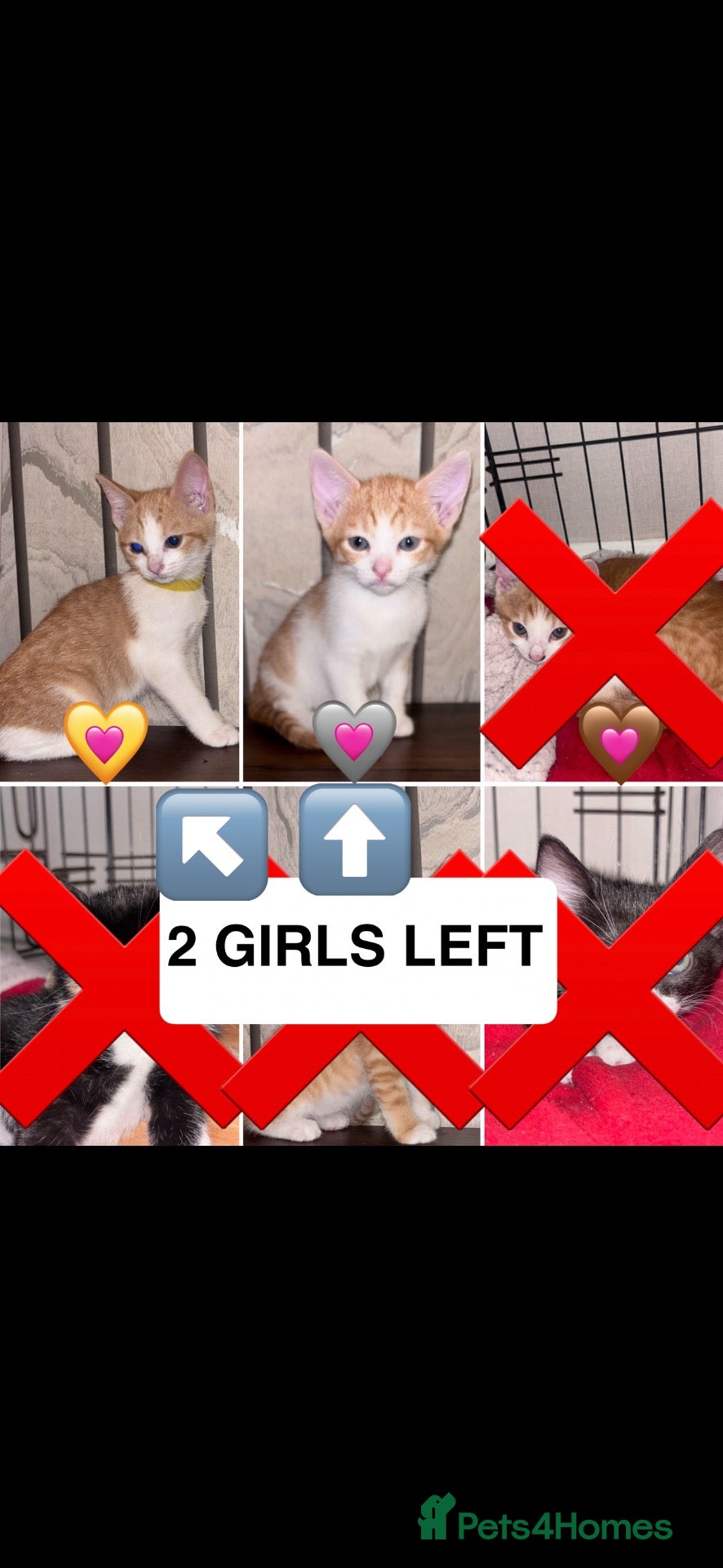 Mixed Breed cats READY TO LEAVE 2 GIRLS LEFT - Advert 11