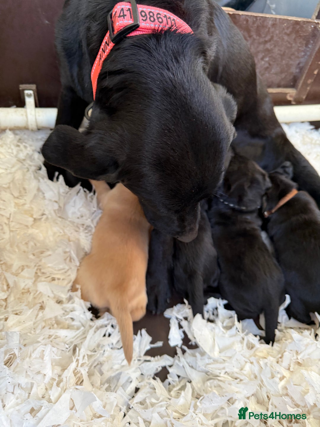 Labrador Retriever dogs for sale: LABRADOR PUPPIES FULL PEDIGREE K. C REG. - Advert 13