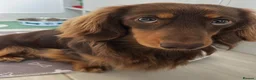 Dachshund dogs for stud: Milo Male long hair dachshund  in Hampton - Advert 3