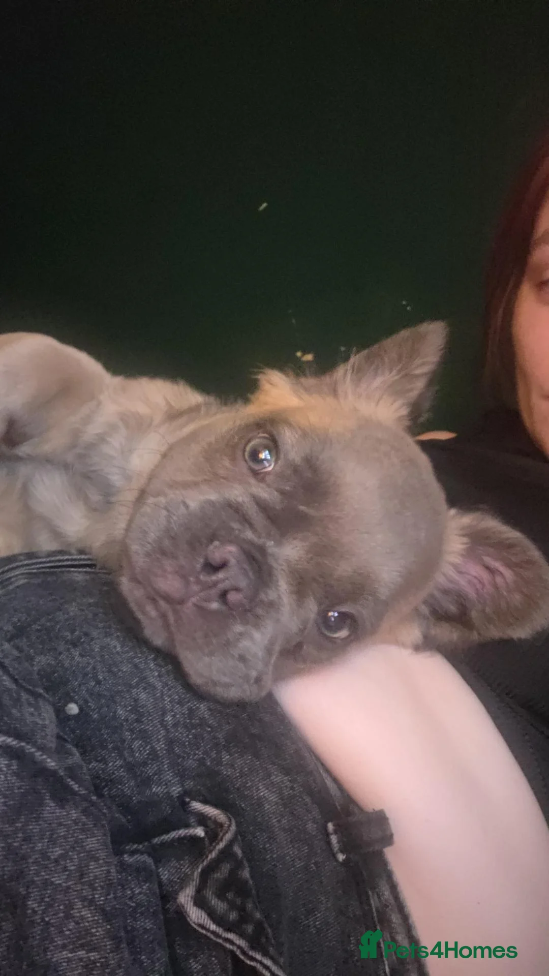 French Bulldog dogs for sale: Fluffy French Bulldog  in Reading - Advert 3