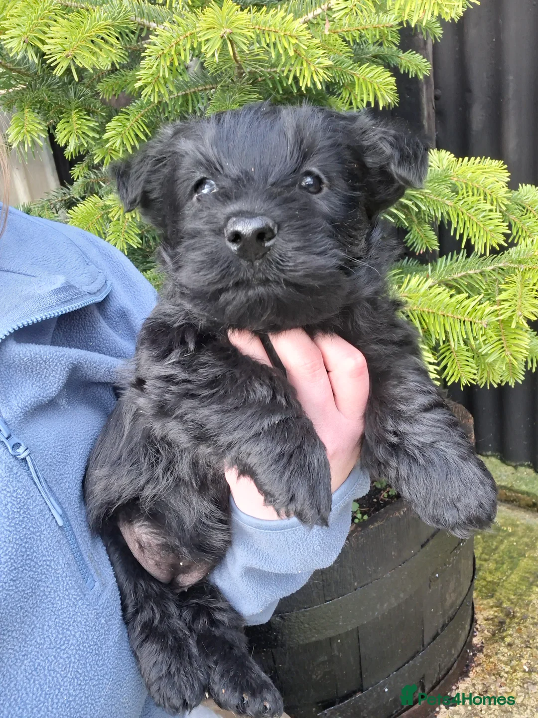 Scottish Terrier dogs for sale: Stunning scottish terrier pups - Advert 5