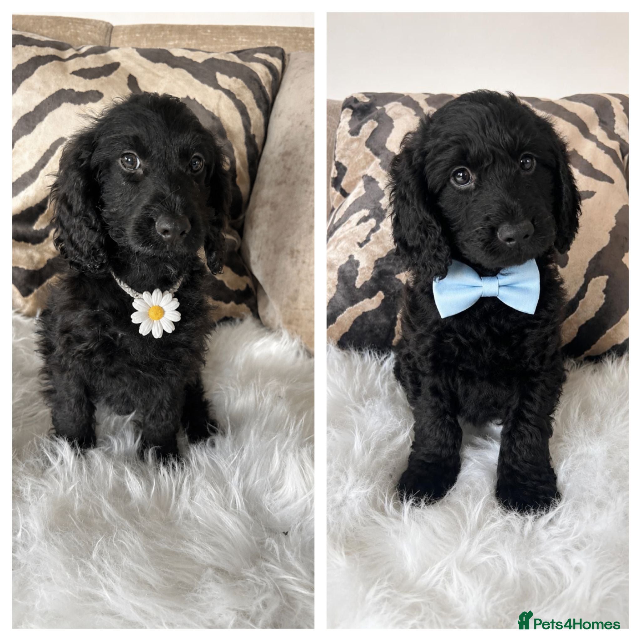 Cockapoo dogs F1 cockapoo puppies  - Advert 4