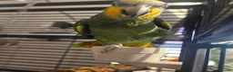 Parrots birds for sale: Africian orange winged parrot  - Advert 4