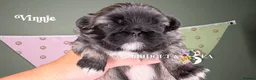 Pekingese dogs for sale: Fawn girl & boy kc reg licensed breeder - Advert 7