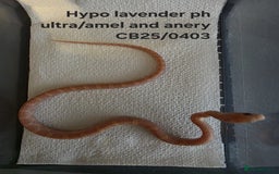 Corn Snake reptiles for sale: Cornsnake Hatchlings - Image 5