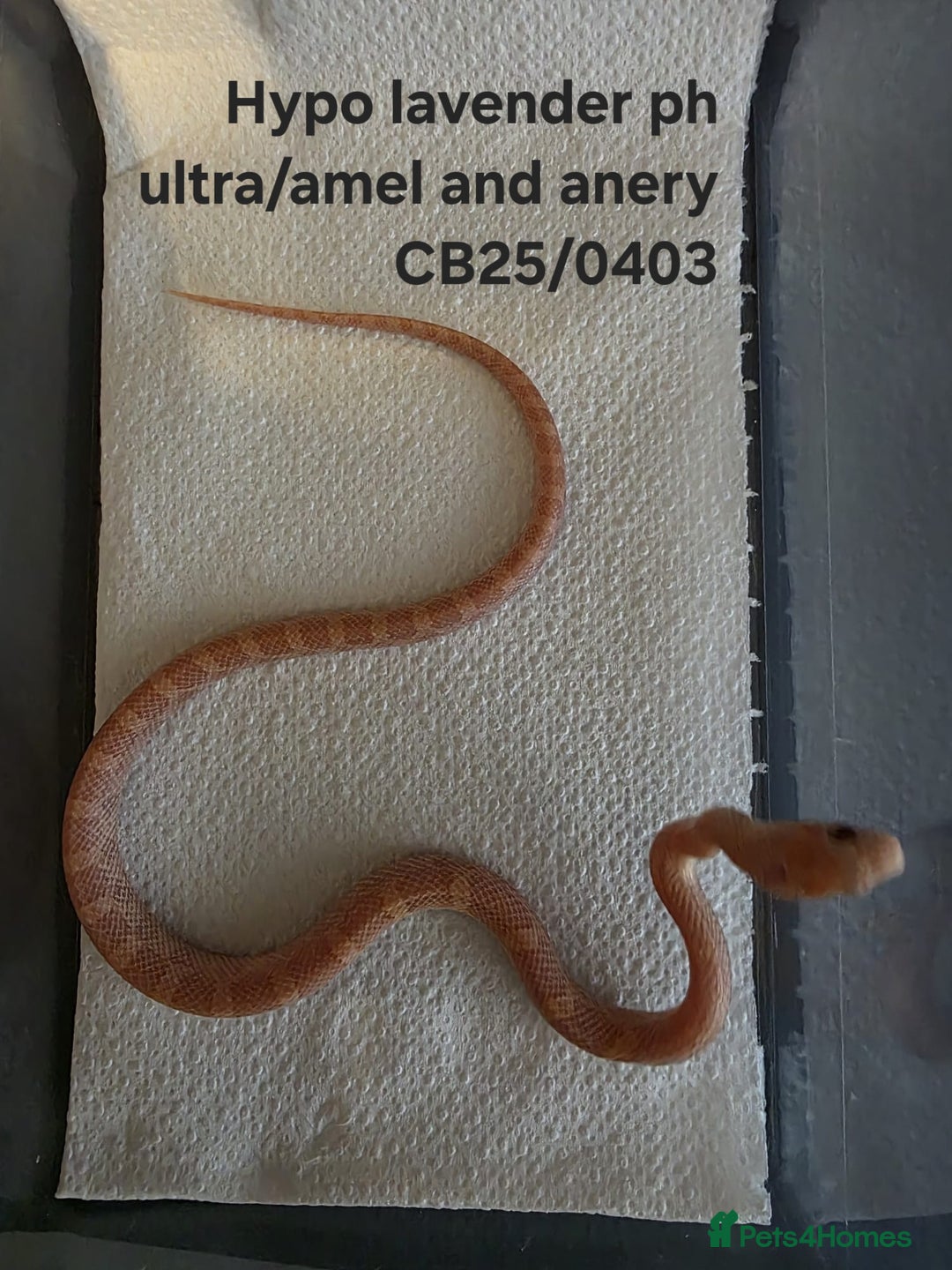 Corn Snake reptiles for sale: Cornsnake Hatchlings - Image 5
