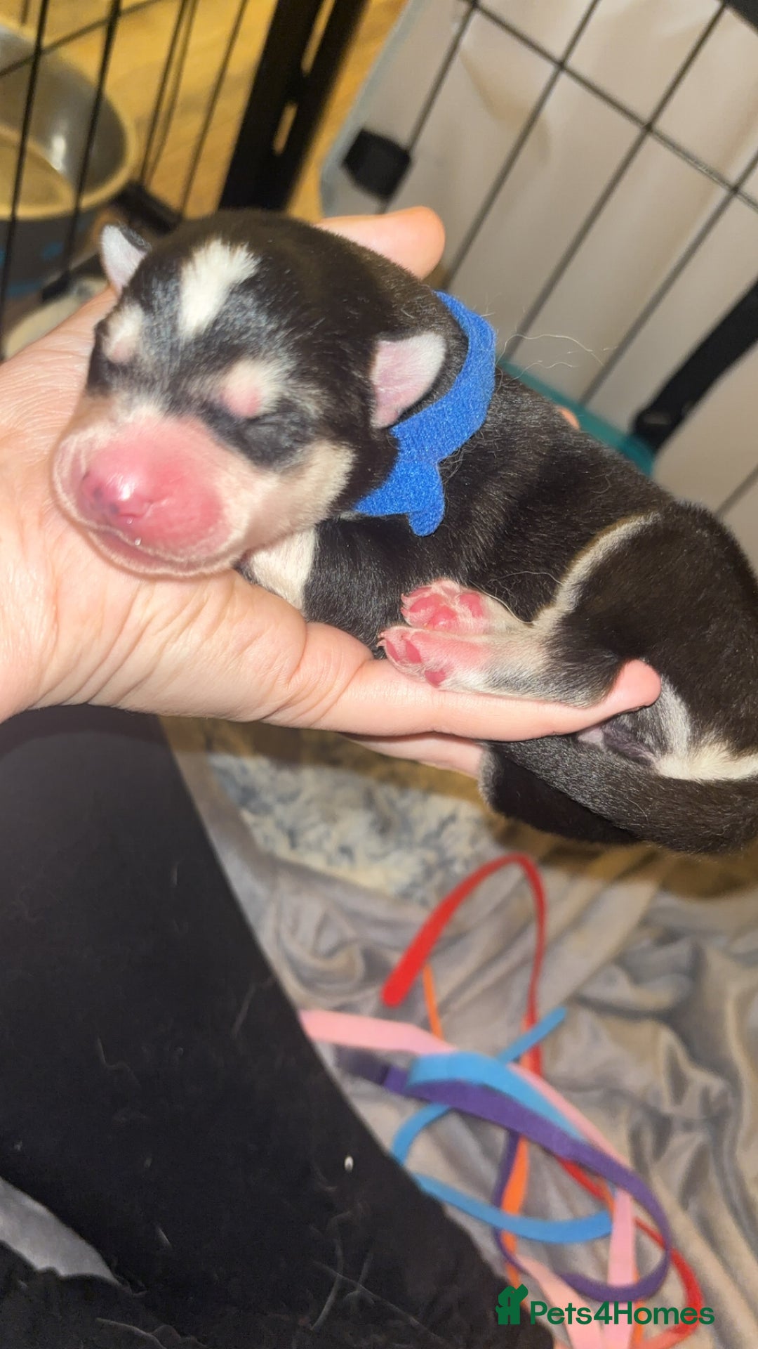 Siberian Husky dogs for sale: 6 Beautiful Siberian Husky’s ❤️ - Advert 3