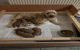 Cockapoo dogs for sale: Gorgeous Cockerpoo Puppies - Image 12