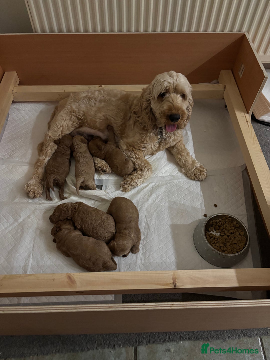 Cockapoo dogs for sale: Gorgeous Cockerpoo Puppies - Image 12