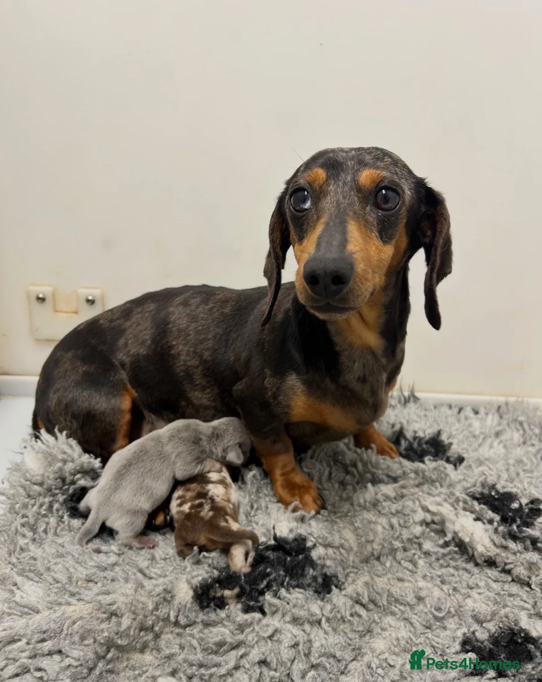 Miniature Dachshund dogs for sale: 5⭐️Licensed. PRA clear mini Daxi  - Advert 5