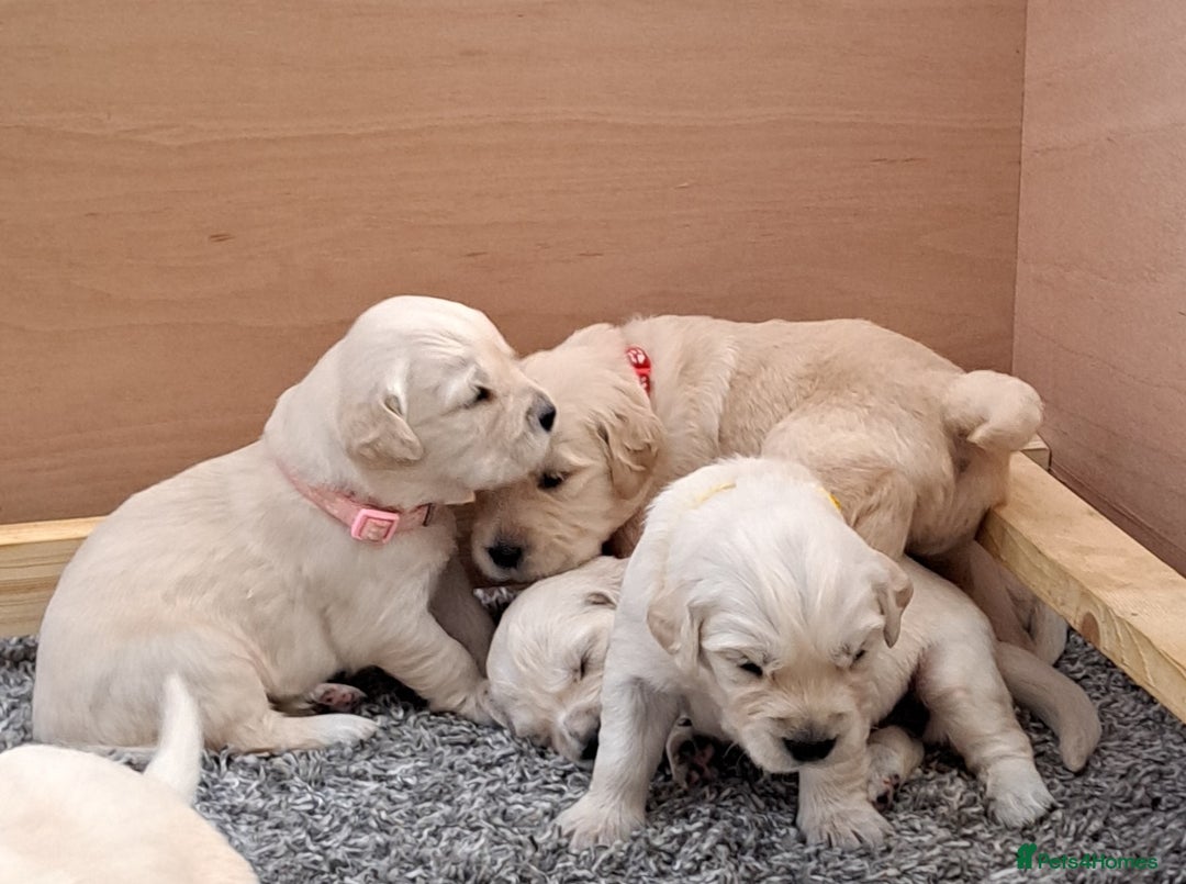 Golden Retriever dogs for sale: Gorgeous pedigree golden retriever puppies - Image 7