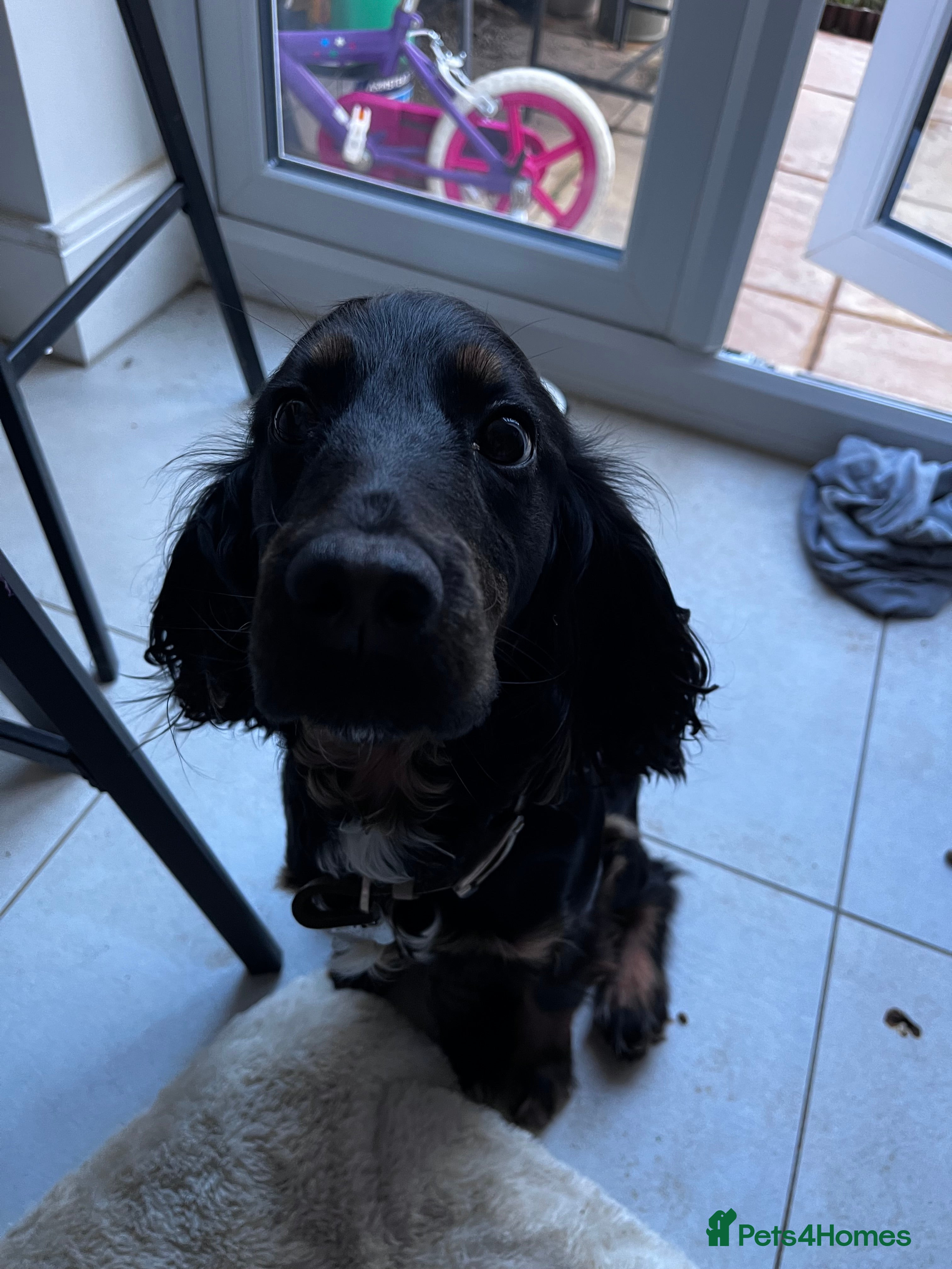 Cocker Spaniel dogs Mabel - Advert 2