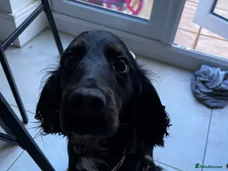 Cocker Spaniel dogs Mabel - Advert 2