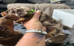 Miniature Dachshund dogs for sale: Chocolate Tan/dapple Miniature Dachsund - Image 23