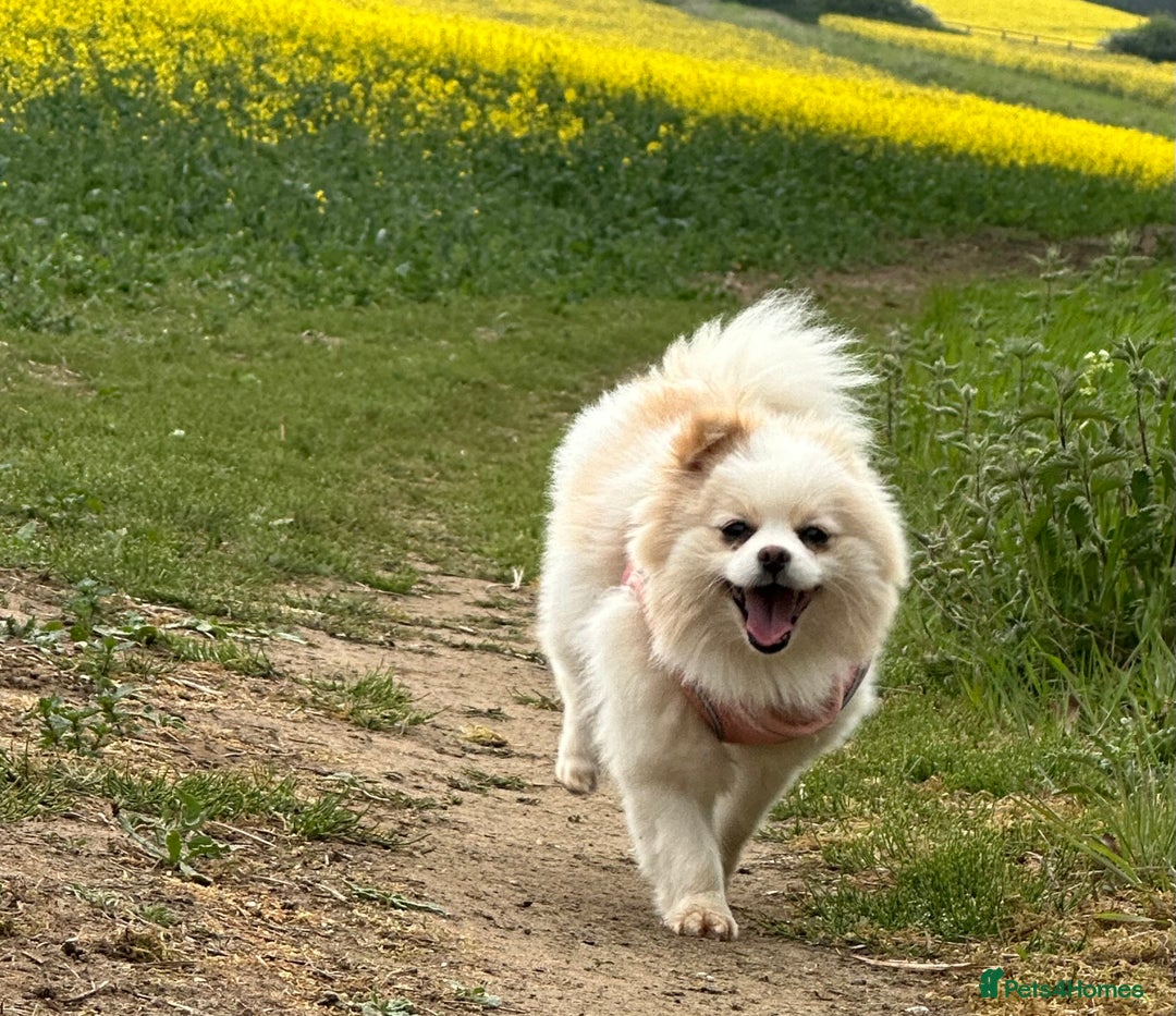 Pomeranian dogs for sale: Gorgeous KCreg female Pomeranian  - Image 13