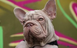 French Bulldog dogs for sale: High DNA French bulldog Male & Females  - Image 12