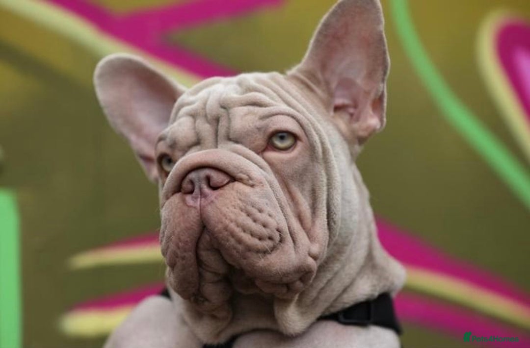 French Bulldog dogs for sale: High DNA French bulldog Male & Females  - Image 12