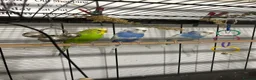Budgerigars birds for sale: 3 x budgies & 2 x cages for sale - Advert 2