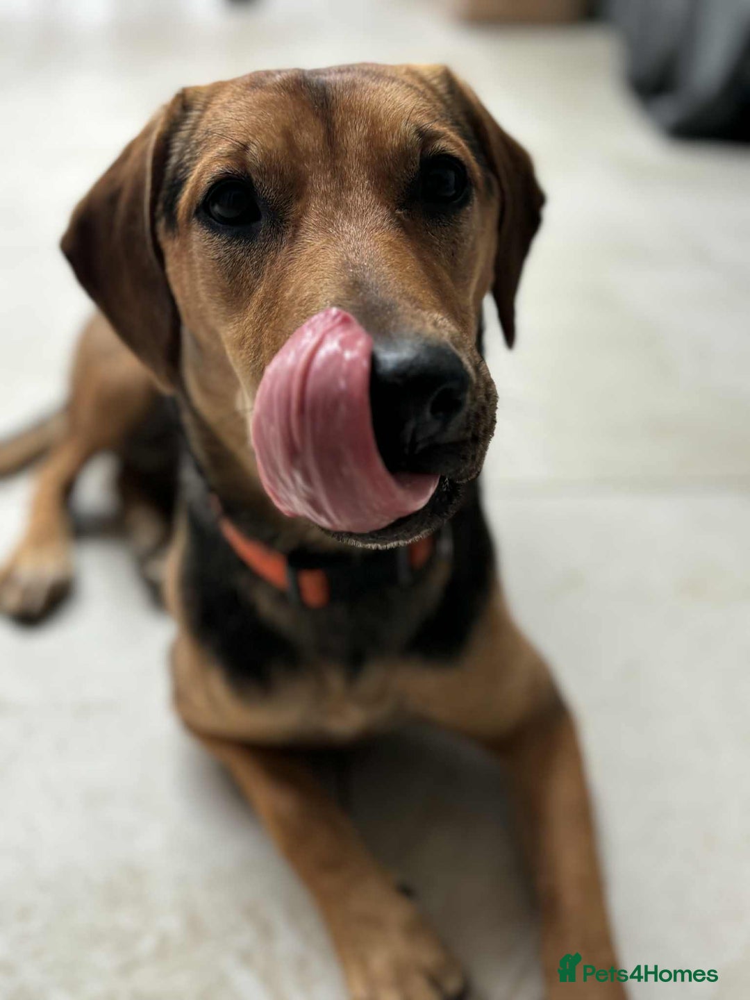 Mixed Breed dogs for adoption: LUNA - 9 months old, Adorable Girl Hound Mix Pup - Image 9