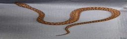 Python Snake reptiles for sale: Baby childrens python  - Advert 2