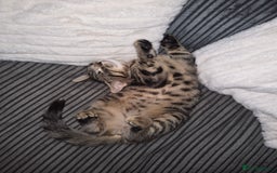 Bengal cats for sale: Domestic shorthaired x bengal kitten  - Advert 6