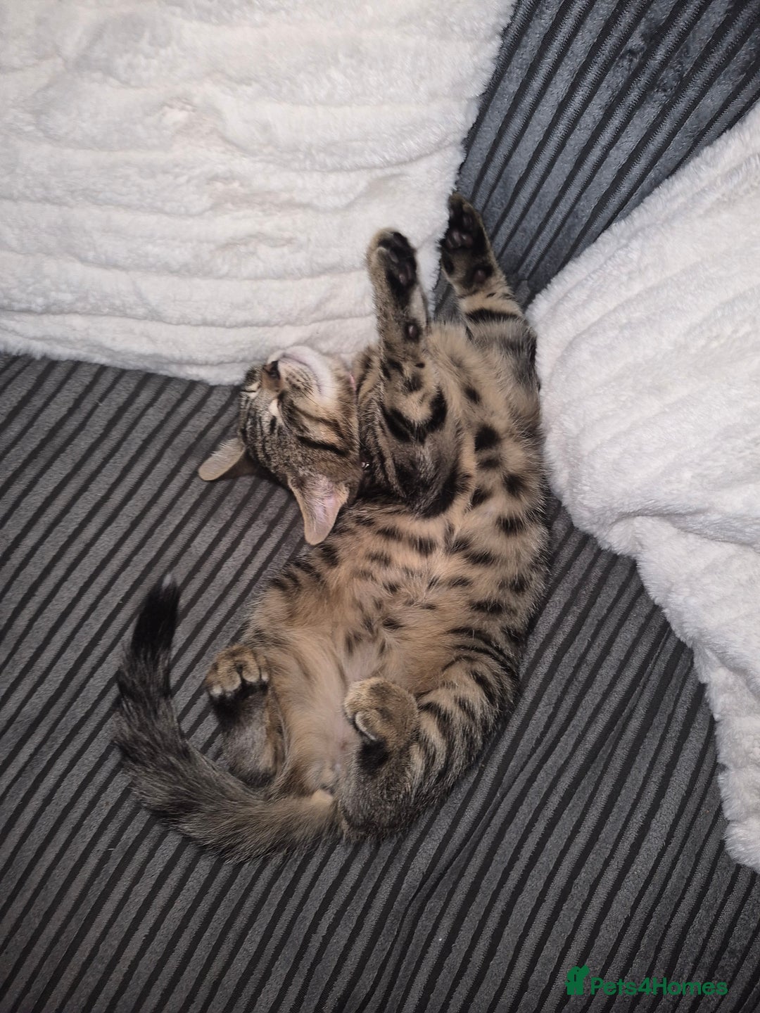 Bengal cats for sale: Domestic shorthaired x bengal kitten  - Advert 6
