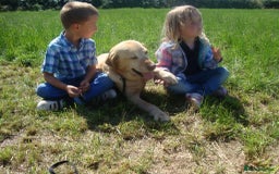 Labrador Retriever dogs for sale: Carefully & selectively bred, versatile pets, FTCH - Image 5