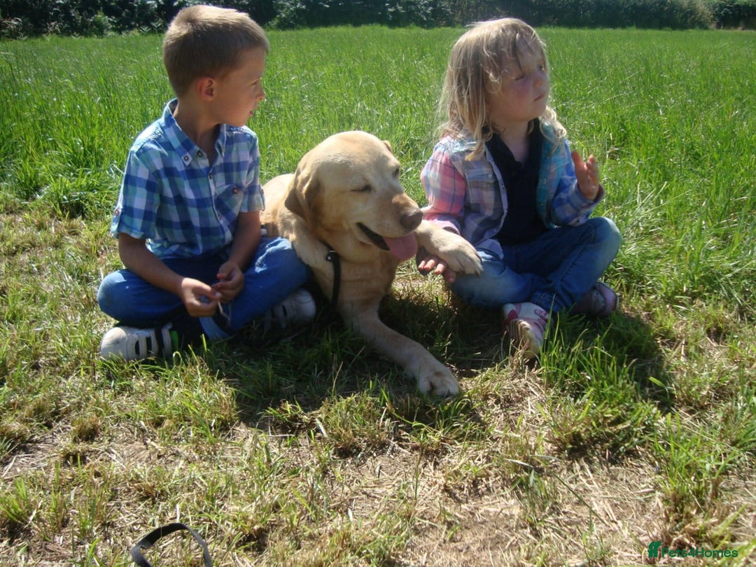 Labrador Retriever dogs for sale: Carefully & selectively bred, versatile pets, FTCH - Image 5
