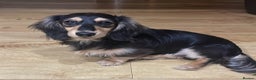Miniature Dachshund dogs for sale: Miniature Long Haired Dachshund  - Advert 13