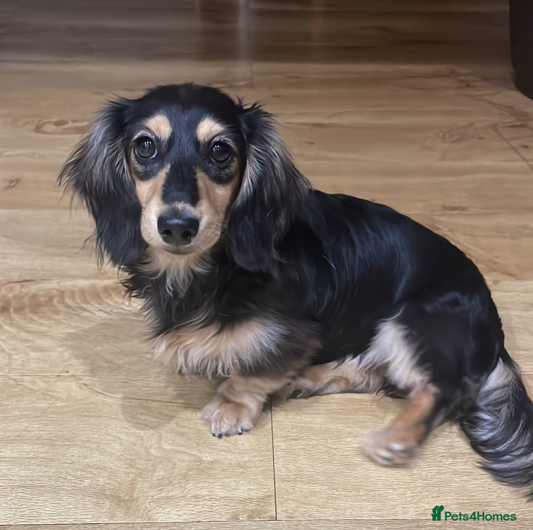 Miniature Dachshund dogs for sale: Miniature Long Haired Dachshund  - Advert 13